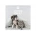 Finocam Perros y Gatos Calendario de Pared - 16 Meses 26/27 - Mes Vista - 300x300mm - Papel de 170g/m2 - Imagenes Tematicas Surtidas - Espacio para Notas